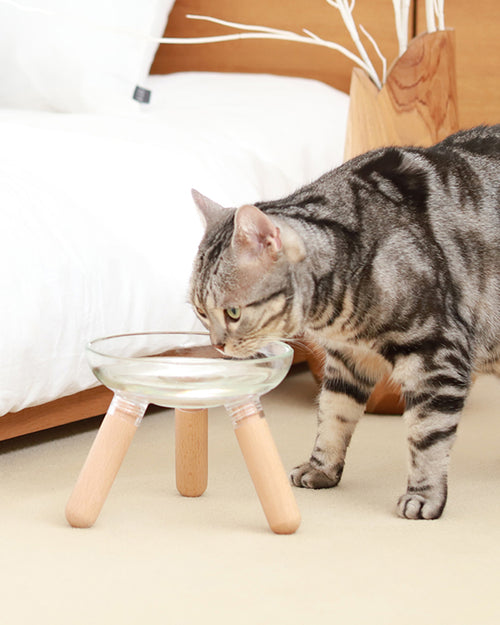 Pet Spine Health: Why Height Matters - PETS SO GOOD
