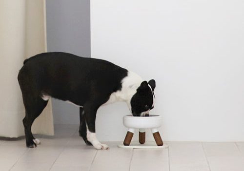 How to Prevent Dog Joint Injuries: 4 Indoor Safety Tips