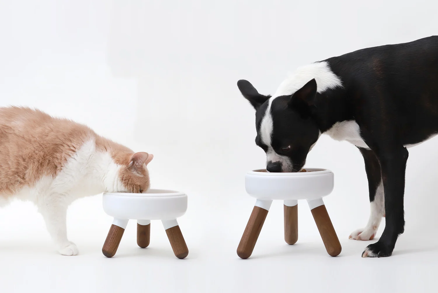 Pet Spine Health: Why Height Matters